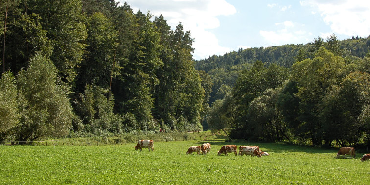 Kühe weiden auf grüner Wiese – Wald im Hintergrund