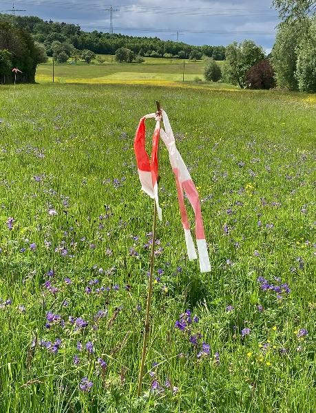 Blumenwiese mit rot-weißer Markierung