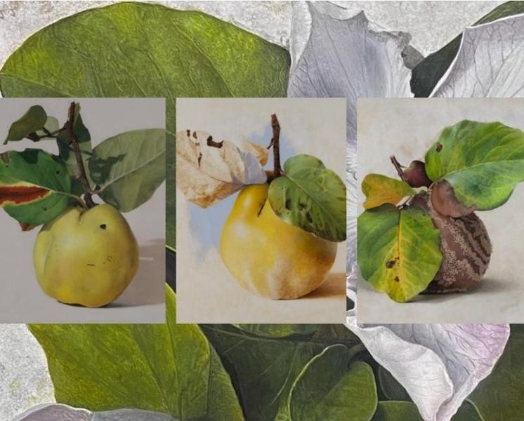 Quittenportraits von Diethard Sohn Quittenportraits von Diethard Sohn