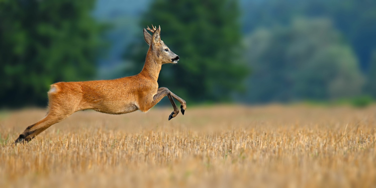 Reh springt über ein abgeerntetes Feld, im Hintergrund verschwommene grüne Bäume und Wald.