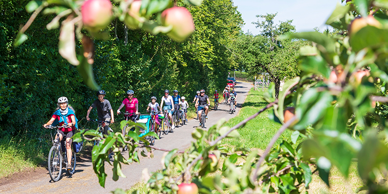 Gruppe von Radfahrern fährt auf einem sonnigen Weg zwischen Bäumen und Apfelbäumen.