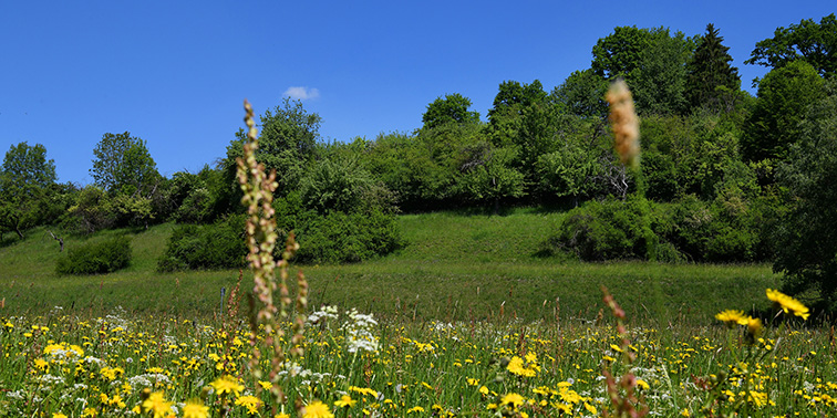 Landkreis Esslingen fördert Naturschutzprojekte Eine Weise mit leuchtend gelben Blumen