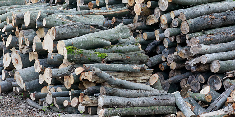 Gefälltes Holz liegt auf einem Stapel