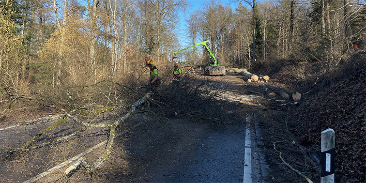 Zwei Arbeiter in Schutzkleidung räumen einen umgestürzten Baum von einer Waldstraße.