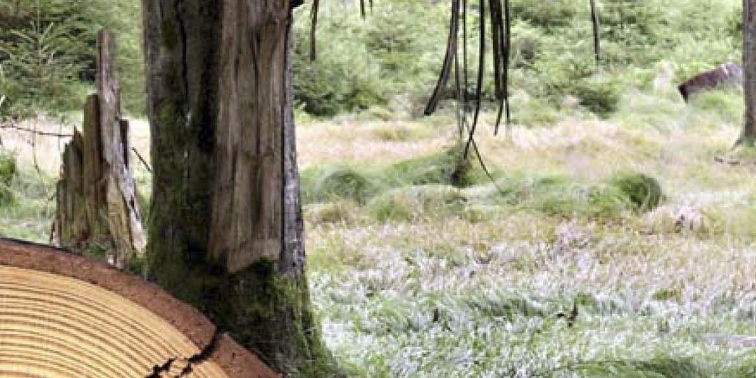 Querschnitt eines abgesägten Baustammes plus Waldmotiv im Bildhintergrund