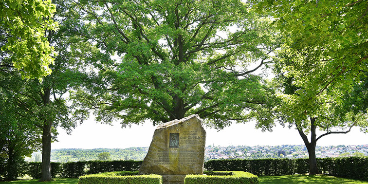 Baum am Zeppelinstein